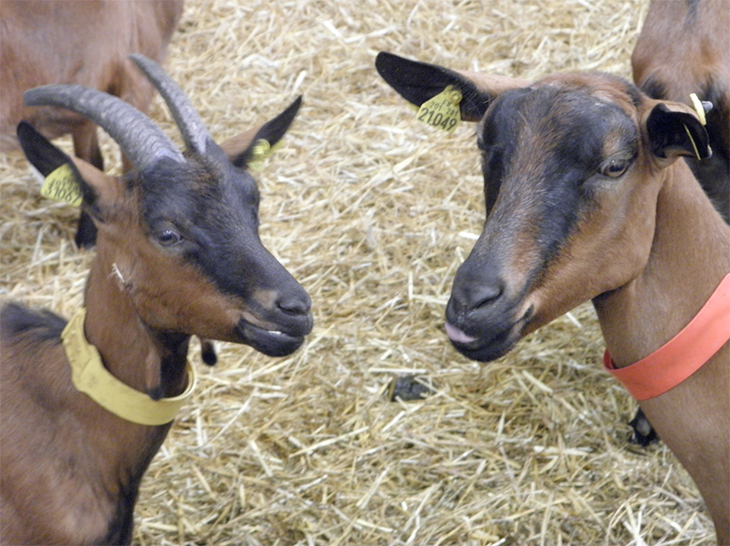 Les chèvres disposent d’un logement adapté à leur bien-être. 